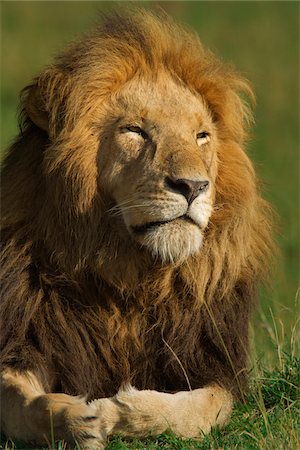 Portrait of Male Lion (Panthera leo), Masai Mara National Reserve, Kenya Foto de stock - Sin royalties Premium, Código: 600-07278776