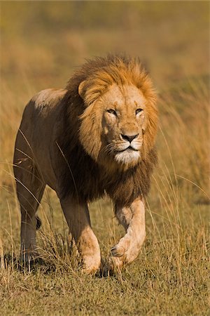 simsearch:862-03366438,k - Male Lion (Panthera leo) Stalking, Masai Mara National Reserve, Kenya Foto de stock - Sin royalties Premium, Código: 600-07278777