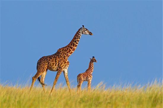 Masai Giraffe (Giraffa camelopardalis tippelskirchi), Mother with Calf, Masai Mara National Reserve, Kenya Stock Photo - Premium Royalty-Free, Artist: Christina Krutz, Image code: 600-07278778