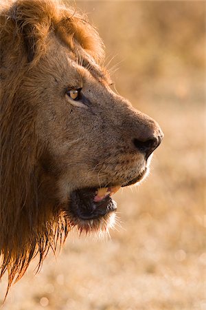 simsearch:862-03731703,k - Portrait of Male Lion (Panthera leo), Masai Mara National Reserve, Kenya Photographie de stock - Premium Libres de Droits, Code: 600-07278784