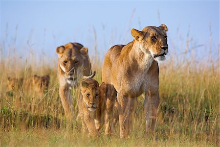 African Lions (Panthera leo) in Grassland, Masai Mara National Reserve, Kenya Stock Photo - Premium Royalty-Free, Code: 600-07278785