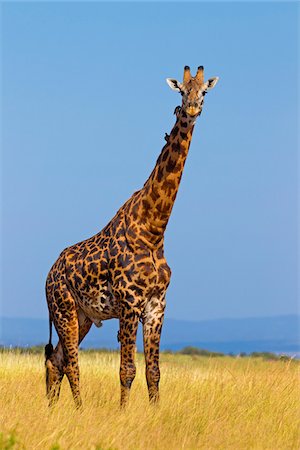 Masai Giraffe (Giraffa camelopardalis tippelskirchi), Masai Mara National Reserve, Kenya Photographie de stock - Premium Libres de Droits, Code: 600-07278781