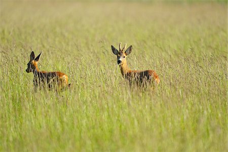 European Roe Deer (Capreolus capreolus) in Meadow in Spring, Apetlon, Lake Neusiedl, Burgenland, Austria Photographie de stock - Premium Libres de Droits, Code: 600-07279036