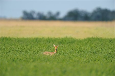 simsearch:600-07279049,k - European Roe Deer (Capreolus capreolus) in Meadow in Spring, Apetlon, Lake Neusiedl, Burgenland, Austria Stock Photo - Premium Royalty-Free, Code: 600-07279037