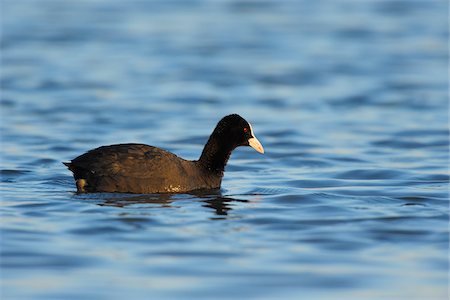 Eurasian Coot (Fulica atra) in Spring, Illmitz, Lake Neusiedl, Burgenland, Austria Foto de stock - Sin royalties Premium, Código: 600-07279044