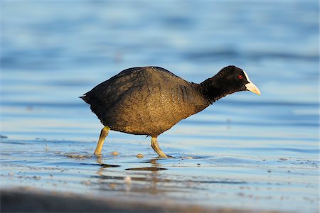 foulque - Eurasian Coot (Fulica atra) in Spring, Illmitz, Lake Neusiedl, Burgenland, Austria Photographie de stock - Premium Libres de Droits, Code: 600-07279045