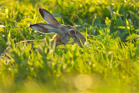 European Brown Hare (Lepus europaeus) in Meadow, Tadten, Hansag, Burgenland, Austria Stock Photo - Premium Royalty-Free, Code: 600-07279040