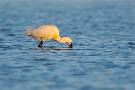 European Spoonbill (Platalea leucorodia) in Spring, Illmitz, Lake Neusiedl, Burgenland, Austria Foto de stock - Sin royalties Premium, Código: 600-07279043