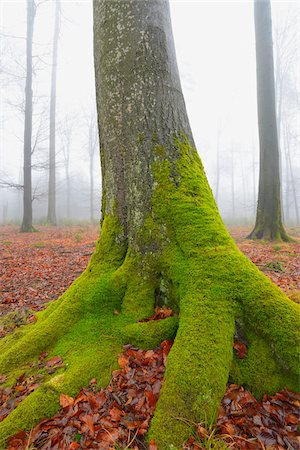 Mossy Tree Trunk in European Beech Forest (Fagus sylvatica), Spessart, Bavaria, Germany Photographie de stock - Premium Libres de Droits, Code: 600-07279120