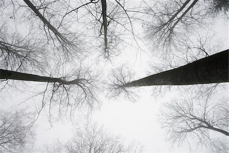 Looking up in European Beech Forest (Fagus sylvatica) in Early Morning Mist, Odenwald, Hesse, Germany Stock Photo - Premium Royalty-Free, Code: 600-07279122