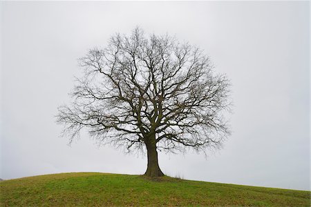 Bare Oak Tree on Hill, Odenwald, Hesse, Germany Stock Photo - Premium Royalty-Free, Code: 600-07279131