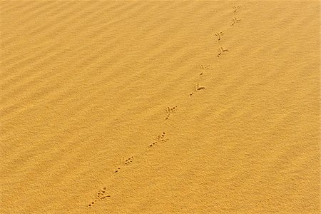 Bird Tracks in Sand Dune, Matruh Governorate, Libyan Desert, Sahara Desert, Egypt, Africa Stock Photo - Premium Royalty-Free, Code: 600-07279215