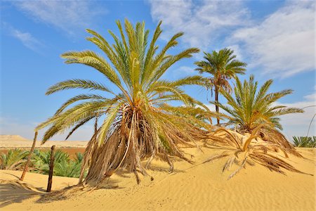 Date Palms in Desert, Matruh Governorate, Libyan Desert, Sahara Desert, Egypt, Africa Stock Photo - Premium Royalty-Free, Code: 600-07279219