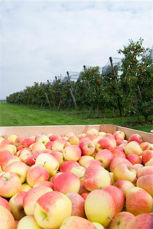 Close-up of big boxes filled with apples in front of field with rows of apple trees in orchard at harvest, Germany Stockbilder - Premium RF Lizenzfrei, Bildnummer: 600-07288014