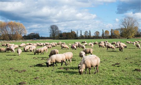 rheinland-pfalz - Scenic view of sheep grazing in pasture, Edenkoben, Rhineland-Palatinate, Germany Stockbilder - Premium RF Lizenzfrei, Bildnummer: 600-07288019