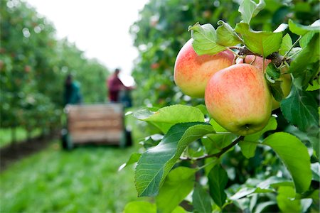 Apples on tree in foreground with farmers harvesting in background, Germany Fotografie stock - Premium Royalty-Free, Codice: 600-07288013