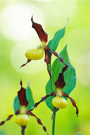 Lady´s Slipper Orchid (Cypripedium calceolus), Bavaria, Germany Photographie de stock - Premium Libres de Droits, Code: 600-07288037