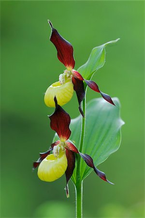 Lady's Slipper Orchid (Cypripedium calceolus), Bavaria, Germany Photographie de stock - Premium Libres de Droits, Code: 600-07288038