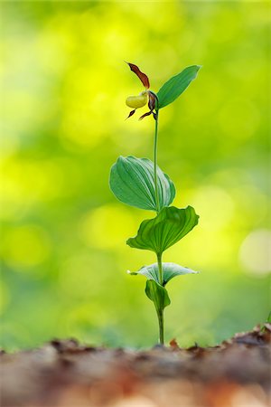 single flowers with stem - Lady´s Slipper Orchid (Cypripedium calceolus), Bavaria, Germany Stock Photo - Premium Royalty-Free, Code: 600-07288039