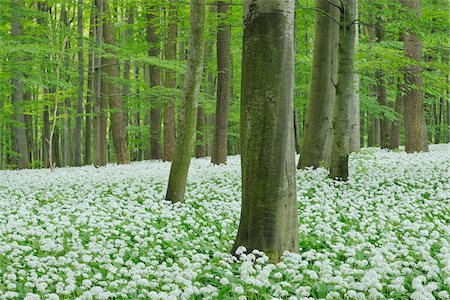 Ramsons (Allium ursinum) in European Beech (Fagus sylvatica) Forest in Spring, Hainich National Park, Thuringia, Germany Foto de stock - Sin royalties Premium, Código: 600-07288032