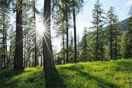 sunlight beams - European Larch Trees (Larix decidua) Backlit by Sun, South Tyrol, Trentino Alto Adige, Dolomites, Italy Stock Photo - Premium Royalty-Free, Code: 600-07288046