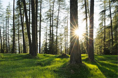 european larch - European Larch Trees (Larix decidua) Backlit by Sun, South Tyrol, Trentino Alto Adige, Dolomites, Italy Foto de stock - Sin royalties Premium, Código: 600-07288048