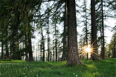 simsearch:600-08639146,k - European Larch Trees (Larix decidua) Backlit by Sun, South Tyrol, Trentino Alto Adige, Dolomites, Italy Foto de stock - Sin royalties Premium, Código: 600-07288049