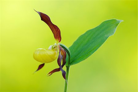 simsearch:600-07435033,k - Lady´s Slipper Orchid (Cypripedium calceolus), Bavaria, Germany Photographie de stock - Premium Libres de Droits, Code: 600-07288040