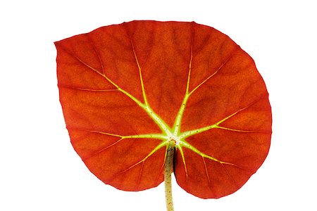 simsearch:600-07288072,k - Close up of Begonia (Begonia erytrophylla) Leaf on White Background, Studio Shot Foto de stock - Royalty Free Premium, Número: 600-07288073