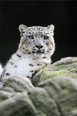 Portrait of Snow Leopard (Panthera unica) in Zoo, Nuremberg, Bavaria, Germany Photographie de stock - Premium Libres de Droits, Code: 600-07288087