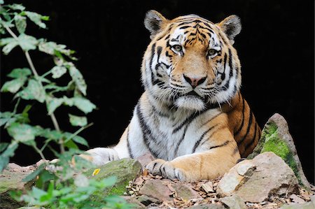 Portrait of Siberian Tiger (Panthera tigris altaica) in Zoo, Nuremberg, Bavaria, Germany Stockbilder - Premium RF Lizenzfrei, Bildnummer: 600-07288081
