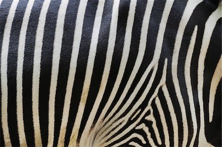 Close-up of Grevy's Zebra (Equus grevyi) Stripes in Zoo, Nuremberg, Bavaria, Germany Stock Photo - Premium Royalty-Free, Code: 600-07288082