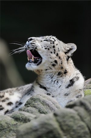 Portrait of Snow Leopard (Panthera unica) Yawning in Zoo, Nuremberg, Bavaria, Germany Foto de stock - Sin royalties Premium, Código: 600-07288092