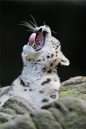 Portrait of Snow Leopard (Panthera unica) Yawning in Zoo, Nuremberg, Bavaria, Germany Photographie de stock - Premium Libres de Droits, Code: 600-07288093