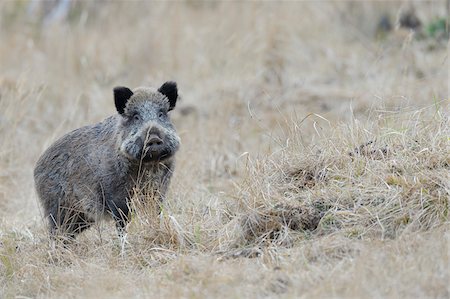 swine - Wild Boar (Sus scrofa), Spessart, Bavaria, Germany Stock Photo - Premium Royalty-Free, Code: 600-07357216