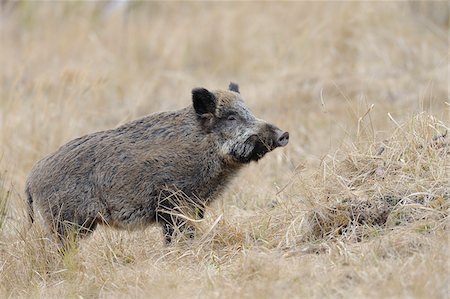 Wild Boar (Sus scrofa), Spessart, Bavaria, Germany Photographie de stock - Premium Libres de Droits, Code: 600-07357217