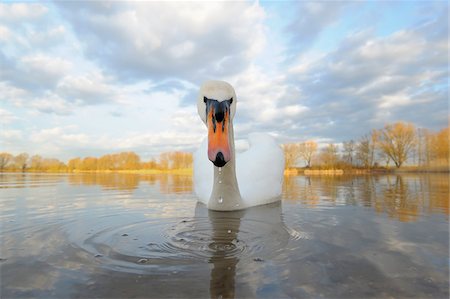 Mute Swan (Cygnus olor) on Lake, Hesse, Germany Stock Photo - Premium Royalty-Free, Code: 600-07357210