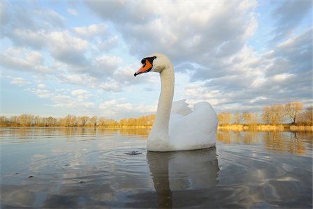 Mute Swan (Cygnus olor) on Lake, Hesse, Germany Stock Photo - Premium Royalty-Free, Code: 600-07357211