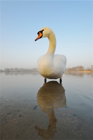 Mute Swan (Cygnus olor) on Lake, Hesse, Germany Photographie de stock - Premium Libres de Droits, Code: 600-07357229