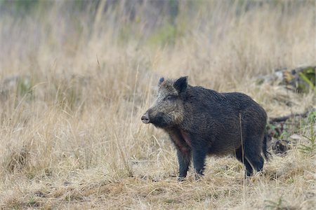 simsearch:600-07357222,k - Female Wild Boar (Sus scrofa), Spessart, Bavaria, Germany Stock Photo - Premium Royalty-Free, Code: 600-07357221