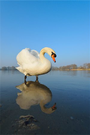 Mute Swan (Cygnus olor) on Lake, Hesse, Germany Stockbilder - Premium RF Lizenzfrei, Bildnummer: 600-07357235