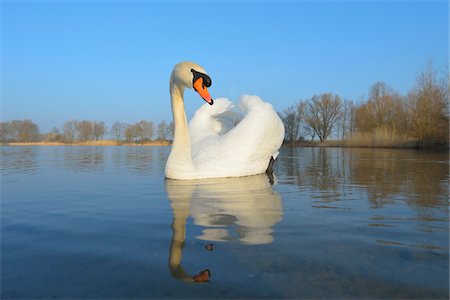 Mute Swan (Cygnus olor) on Lake, Hesse, Germany Photographie de stock - Premium Libres de Droits, Code: 600-07357236