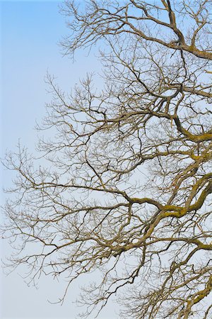 quercus sp - Branches of Common Oak (Quercus robur), Spessart, Hesse, Germany Foto de stock - Sin royalties Premium, Código: 600-07357237