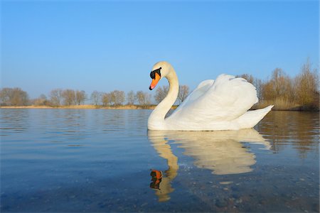 simsearch:600-07363873,k - Mute Swan (Cygnus olor) on Lake, Hesse, Germany Photographie de stock - Premium Libres de Droits, Code: 600-07357238