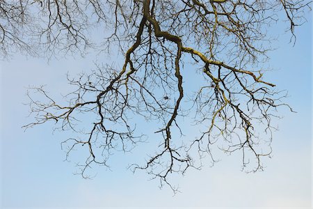 Branches of Common Oak (Quercus robur), Spessart, Hesse, Germany Stock Photo - Premium Royalty-Free, Code: 600-07357239