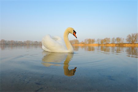 simsearch:400-04960438,k - Mute Swan (Cygnus olor) on Lake, Hesse, Germany Foto de stock - Sin royalties Premium, Código: 600-07357232