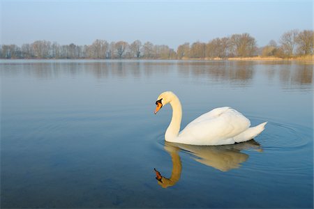 simsearch:600-07991712,k - Mute Swan (Cygnus olor) on Lake, Hesse, Germany Fotografie stock - Premium Royalty-Free, Codice: 600-07357233