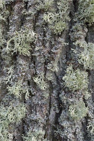 Close-up of Lichen on Oak Tree Bark, Hesse, Germany Stock Photo - Premium Royalty-Free, Code: 600-07357245