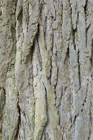 Close-up of Common Oak Tree Bark, Hesse, Germany Stock Photo - Premium Royalty-Free, Code: 600-07357246