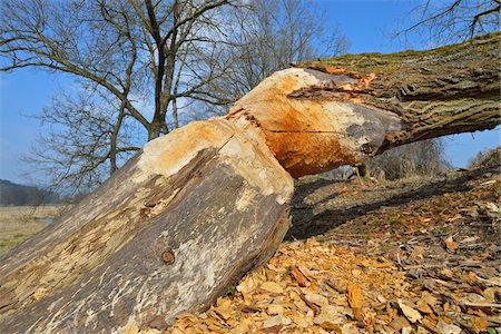 Tree Trunk Gnawed by European Beaver (Castor fiber), Spessart, Hesse, Germany Stockbilder - Premium RF Lizenzfrei, Bildnummer: 600-07357249